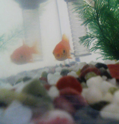 金魚